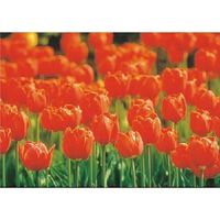 つくし工房 つくし び~看用写真ステッカー チューリップ PH-24 1枚 184-6511（直送品）