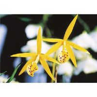 つくし工房 つくし び~看用写真ステッカー カトレア PH-19 1枚 184-9608（直送品）