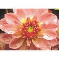 つくし工房 つくし び~看用写真ステッカー ダリア PH-26 1枚 184-9610（直送品）