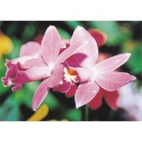 つくし工房 つくし び~看用写真ステッカー カトレア PH-15 1枚 184-6479（直送品）