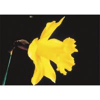 つくし工房 つくし び~看用写真ステッカー ラッパスイセン PH-10 1枚 184-8094（直送品）