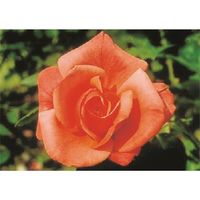 つくし工房 つくし び~看用写真ステッカー バラ PH-25 1枚 185-4367（直送品）