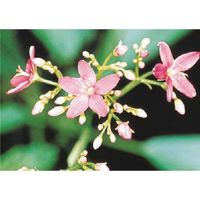 つくし工房 つくし び~看用写真ステッカー デンファレ PH-14 1枚 184-9593（直送品）