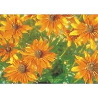 つくし工房 つくし び~看用写真ステッカー ジャノメギク PH-22 1枚 184-6427（直送品）