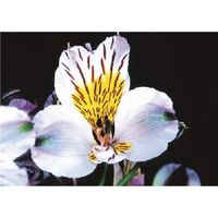 つくし工房 つくし び~看用写真ステッカー アストロメリア PH-13 1枚 184-6498（直送品）