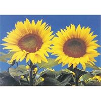 つくし工房 つくし び~看用写真ステッカー ヒマワリ PH-1 1枚 184-8082（直送品）