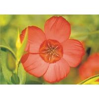 つくし工房 つくし び~看用写真ステッカー アマ(フラックス) PH-23 1枚 184-9595（直送品）