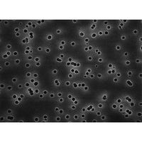 Isopore disc PC philic 8.0m 13mm wh pln 100/Pk TETP01300 100PKiij