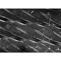 Prefiltration before membrane filtration， hydrophobic， 25 μm 142 mm; 5（直送品）