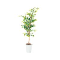 弘益 人工観葉植物 ゴールデンリーフ G-GL 1個 7-3401-04（直送品）