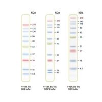 アズワン BLUltra Prestained Protein Ladder プロテインラダーマーカー PMB01-0500 1個（直送品）