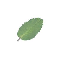 ナリカ セイロンベンケイの葉（10枚組） L55-7701 1セット（40枚：10枚×4セット）（直送品）