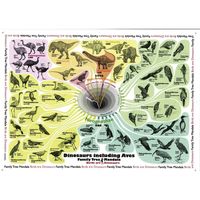 ナリカ 系統樹ポスター（鳥類・恐竜編） G40-8000-02 1セット（3枚）（直送品）