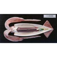 ナリカ イカの解剖模型 SQ M60-4701 1個（直送品）