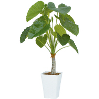 タカショー 人工観葉植物 クワズイモ 1.2m（直送品）