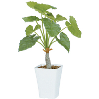 タカショー 人工観葉植物 クワズイモ 0.9m（直送品）