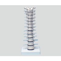 ErlerーZimmer 胸椎モデル 385×150×130 4060 1個 8-8421-01（直送品）
