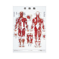 京都科学 人体解剖学チャート（ポスターサイズ） 骨格筋 01222003x2 1箱（2枚入） 11-2230-00-03（直送品） - アスクル