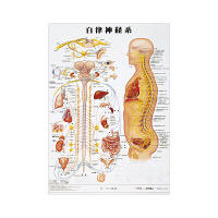 京都科学 人体解剖学チャート（ポスターサイズ） 自律神経系 01222036x2 1箱（2枚入） 11-2230-00-36（直送品） - アスクル