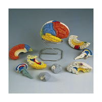 京都科学 骨格標本・人体解剖図 通販 - アスクル