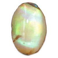 SHAREYDVA シェルパーツ オーバル 10P ナチュラル 20070 1個（直送品）