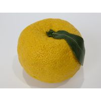 【食品サンプル】 果物専科 柚子(葉付) 3066 日本サンプル 1個（直送品）