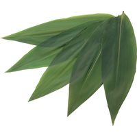 江部松商事 生笹ロング(200枚入)約90×320 5582930 1個