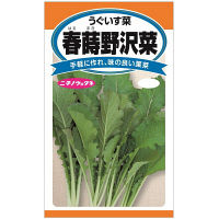 ニチノウのタネ　日本農産種苗 春蒔野沢菜（うぐいす菜） 4960599185808 1セット（5袋入）（直送品）