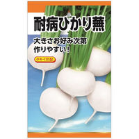 ニチノウのタネ　タキイ交配　耐病ひかり蕪（略称：ひかり）　4960599186201　日本農産種苗　1セット（5袋入）（直送品）