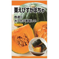 ニチノウのタネ タキイ交配 栗えびす（カボチャ） 日本農産種苗 4960599120502 1セット（3袋入）（直送品）