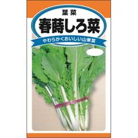 ニチノウのタネ 春蒔しろ菜 日本農産種苗 4960599172808 1セット（5袋入）（直送品）