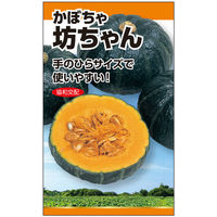 ニチノウのタネ F1坊ちゃん（カボチャ） 日本農産種苗 4960599177407 1 