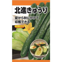 ニチノウのタネ タキイ交配 北進胡瓜 日本農産種苗 4960599177902 1セット（3袋入）（直送品）