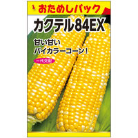 ニチノウのタネ　日本農産種苗 カクテル８４ＥＸ（おためしパック） 4960599186508 1セット（5袋入）（直送品）