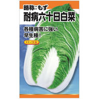 ニチノウのタネ タキイ交配 耐病六十日白菜 日本農産種苗 4960599234704 1セット（3袋入）（直送品）