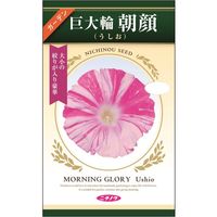 ニチノウのタネ 巨大輪朝顔（うしお） 日本農産種苗 4960599320582 1セット（5袋入）（直送品）