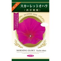 ニチノウのタネ 西洋朝顔（スカーレットオハラ） 日本農産種苗 4960599321381 1セット（5袋入）（直送品）