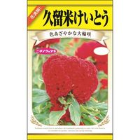ニチノウのタネ 久留米けいとう 日本農産種苗 4960599402080 1セット（5袋入）（直送品）