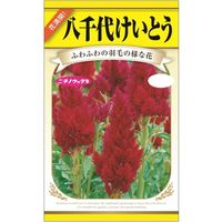 ニチノウのタネ 八千代けいとう 日本農産種苗 4960599403988 1セット（5袋入）（直送品）