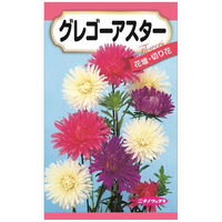 ニチノウのタネ　日本農産種苗 グレゴーアスター 4960599322784 1セット（5袋入）（直送品）