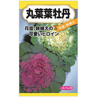 ニチノウのタネ 丸葉葉牡丹 日本農産種苗 4960599413987 1セット（5袋入）（直送品）