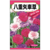 ニチノウのタネ 八重矢車草 日本農産種苗 4960599414687 1セット（5袋入）（直送品）