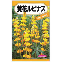 ニチノウのタネ　黄花ルピナス　4960599322289　日本農産種苗　1セット（5袋入）（直送品）