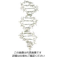日本スリービー・サイエンティフィック DNA・RNA分子模型 教育用 吊下げ型DNA分子模型組立キット W19800 3-9228-02（直送品）