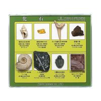 東京サイエンス 化石標本(化石標本8種) 3-654-02 1セット（直送品）