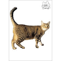 東京ステッカー かわいい 猫 写真 岩合光昭「ねこウォールステッカー02」SS TSー0082ーASS （直送品）