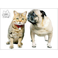 東京ステッカー かわいい 猫 写真 岩合光昭「ねこウォールステッカー09」SS TSー0089ーASS （直送品）