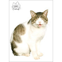 東京ステッカー かわいい 猫 写真 岩合光昭「ねこウォールステッカー11」SS TSー0091ーASS （直送品）