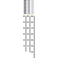 マッチングジャパン 身長計 ウォールステッカー 成長 子供「細い身長計_モノクロ」 CO-10030-AS（直送品）