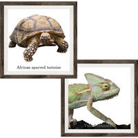 マッチングジャパン フチなし ラミあり フレームステッカー リアル動物『動物_27』 CO-9069-AS 1個(2枚セット)（直送品）